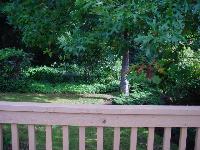 Off of the porch into the backyard