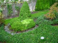 The Back Yard